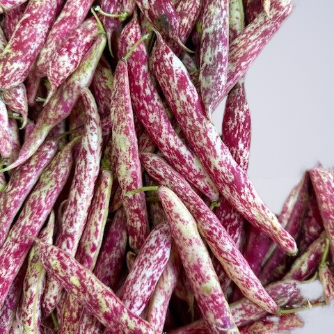 Beans Borlotti FRESH – Per Kg