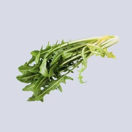 Chicory