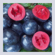 Davidson Plum – Native Australian Bush Food – Frozen | 1kg Packet
