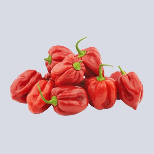 Chilli Habanero / Scotch Bonnet 40g Punnet