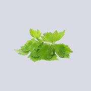 Micro Celery Pot