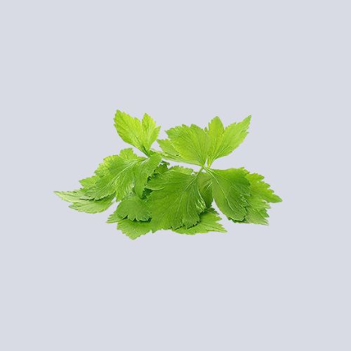 Micro Celery Pot