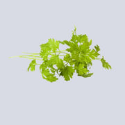 Micro Chervil Pot