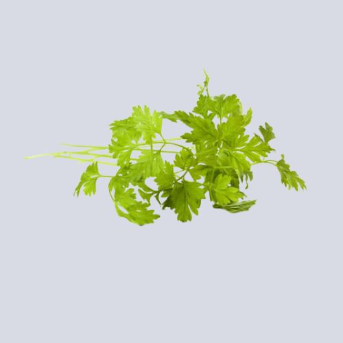 Micro Chervil Pot