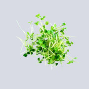 Micro Coriander Pot