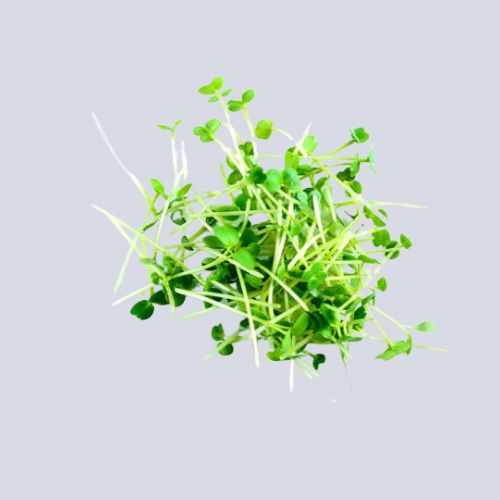 Micro Coriander Pot