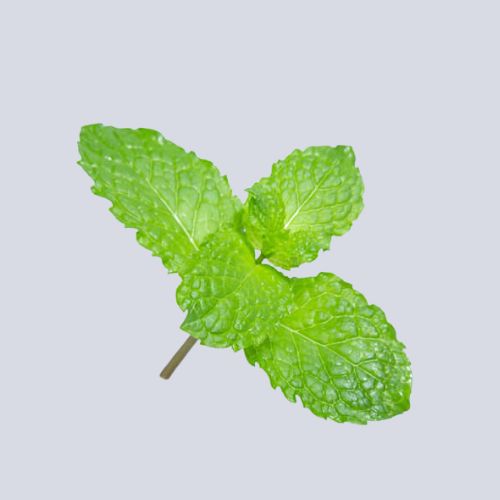 Micro Lemon Balm Pot