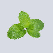 Micro Mint Pot