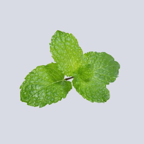 Micro Mint Pot