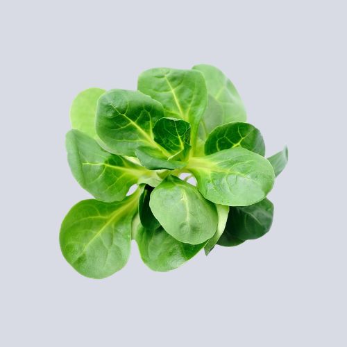 Salad – Mache/Lambs Tongue Leaves 100g Packet
