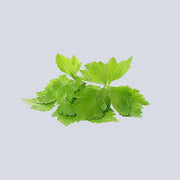 Micro Parsley Pot