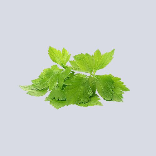 Micro Parsley Pot