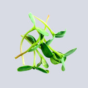 Micro Radish Pot
