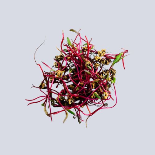 Micro Chard Red Pot