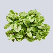 Micro Sorrel Pot