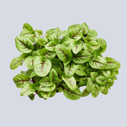 Micro Sorrel Pot