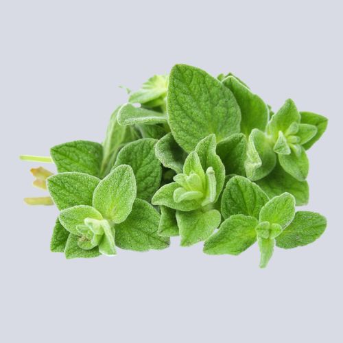 Herb – Oregano Fresh | bunch