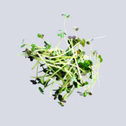 Micro Watercress Pot