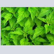 Stinging Nettles / Stingwood – Bunch