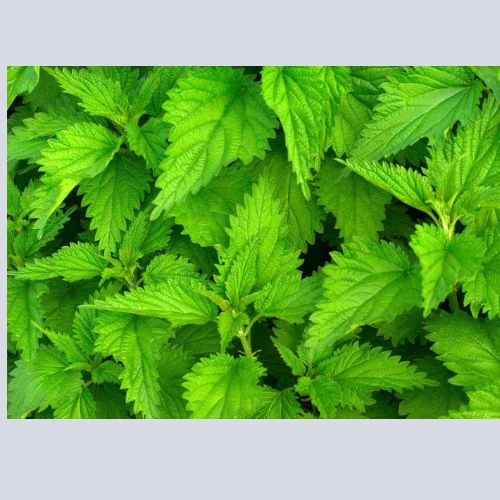 Stinging Nettles / Stingwood – Bunch