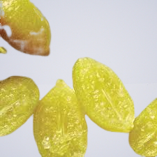 Desert Limes Australian Native Fruit (Frozen Whole) 1