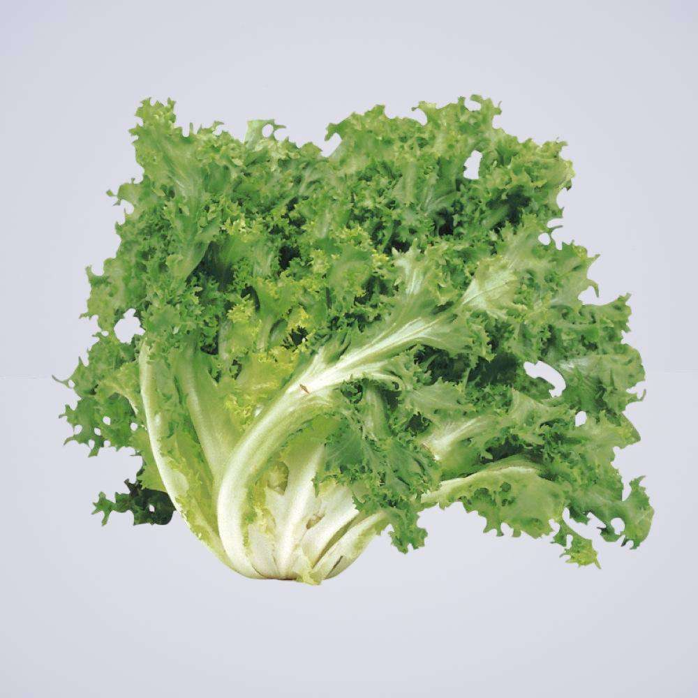 Endive