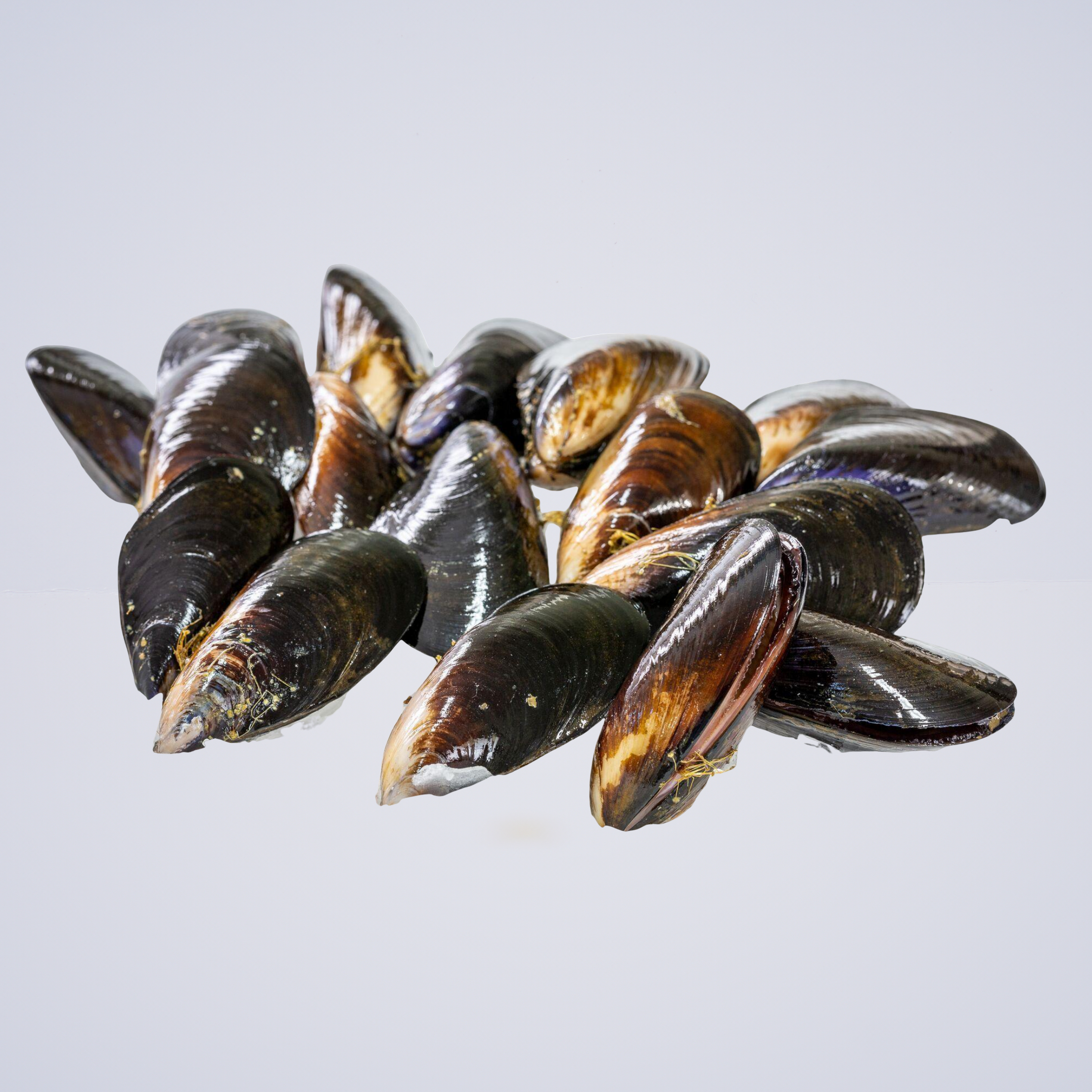 FRESH FISH – Black Mussels