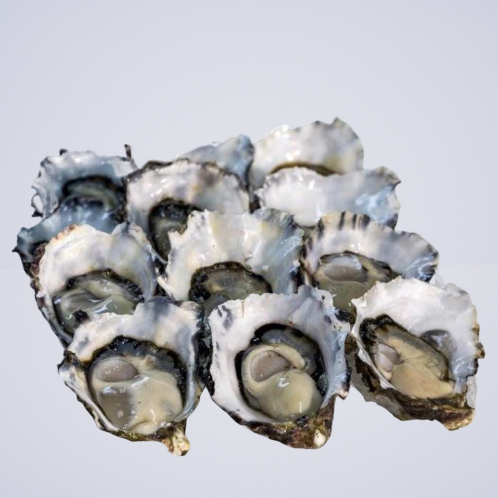 FRESH FISH – Pacific Oysters