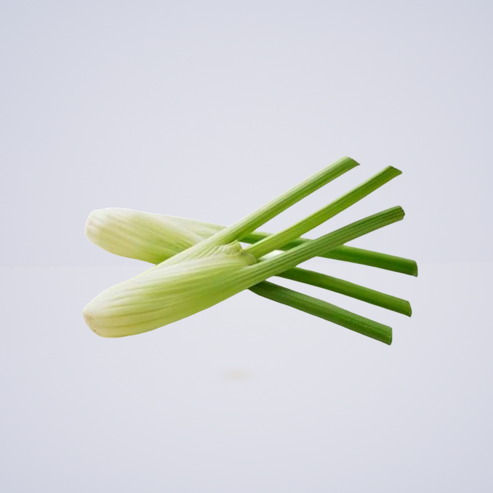 Fennel Baby (Small)