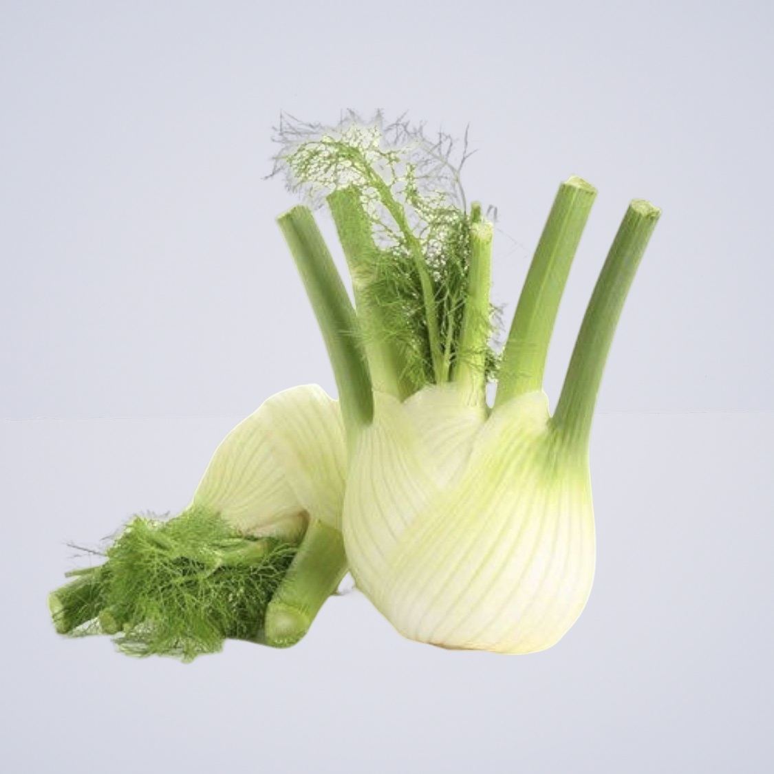 Fennel Large