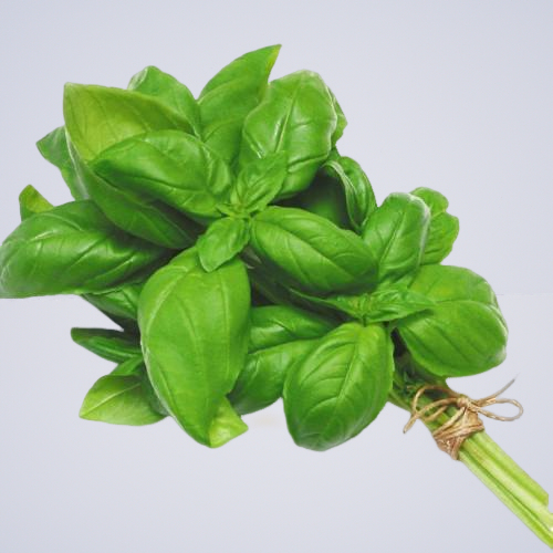 Herb – Basil