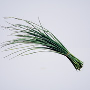 Herb – Chives