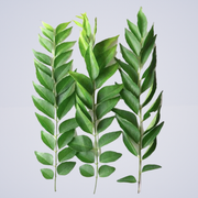 Herb – Curry Leaves