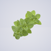 Herb – Marjoram
