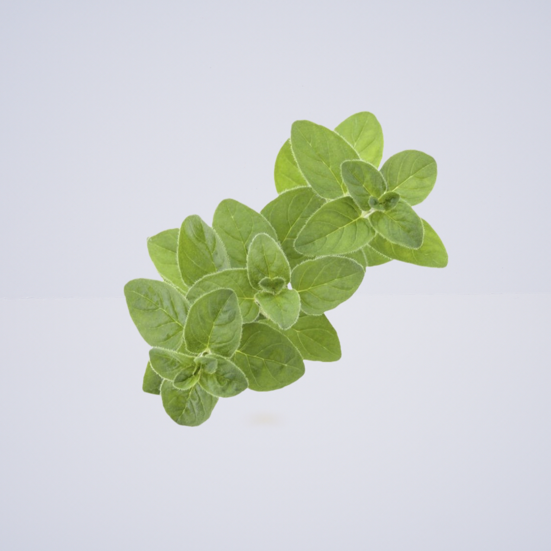 Herb – Marjoram