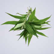 Vietnamese Mint