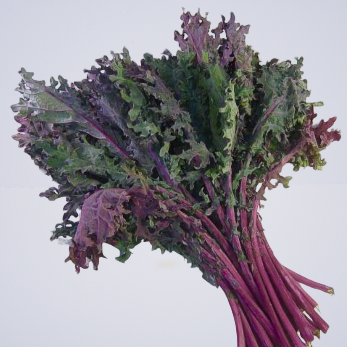 Kale – Red Leaf