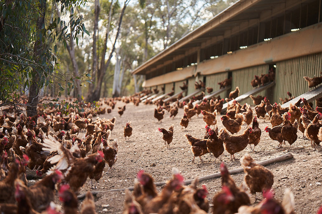 Eggs Free Range Keans 700g ｜ (15doz. Filler Tray Pack Box)