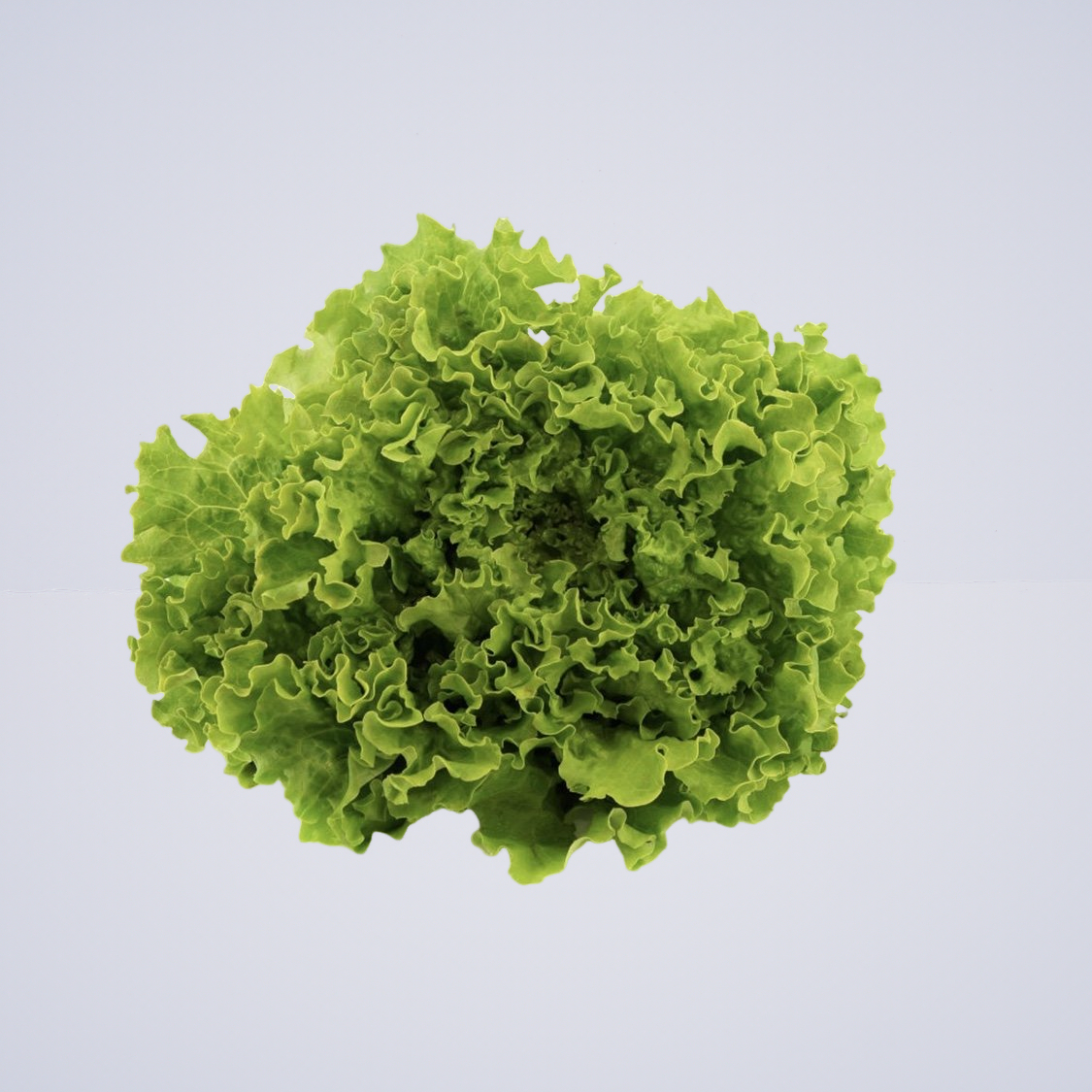 Lettuce Coral Green