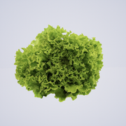 Lettuce Coral Green