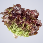 Lettuce Red Oak