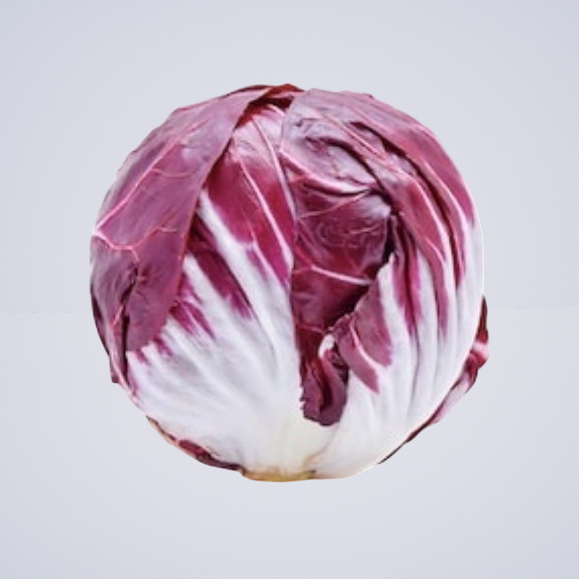 Lettuce – Radicchio Round