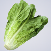 Lettuce – Whole Cos Large