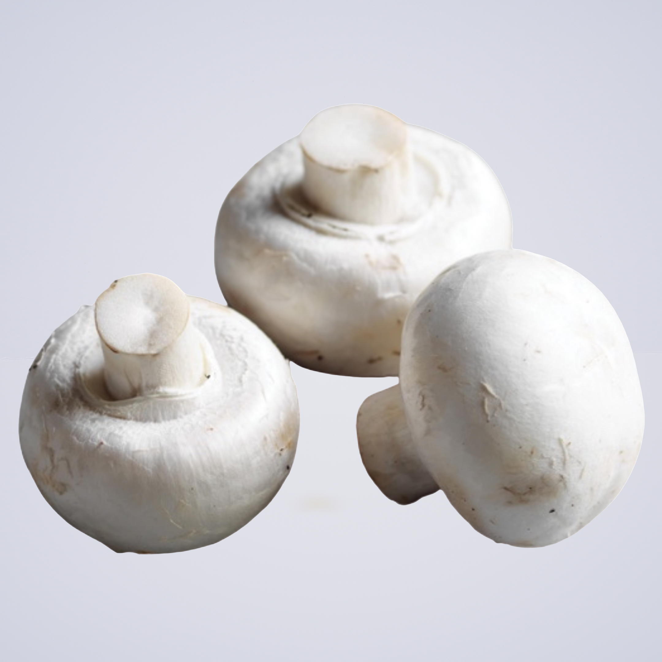 Mushroom – Cups Premium 1