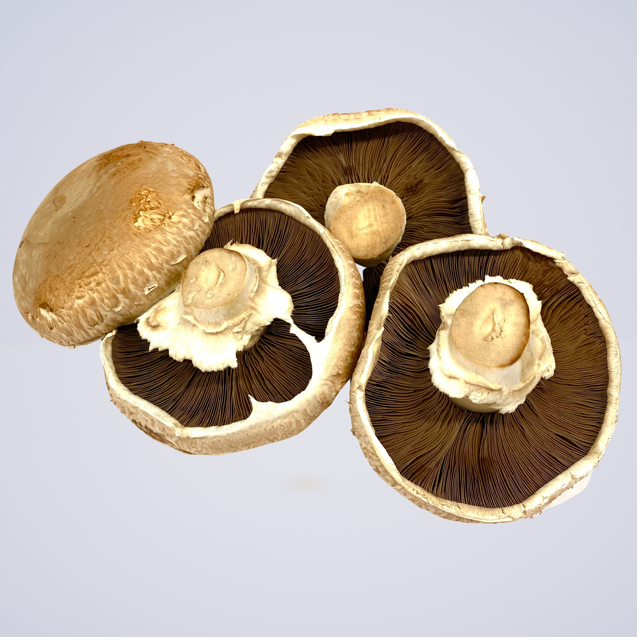Mushroom – Flats Premium Open Swiss