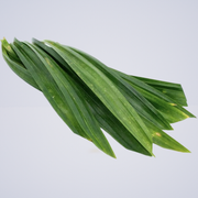 Pandan Leaf