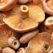 Pine-Mushroom-e1617935458934