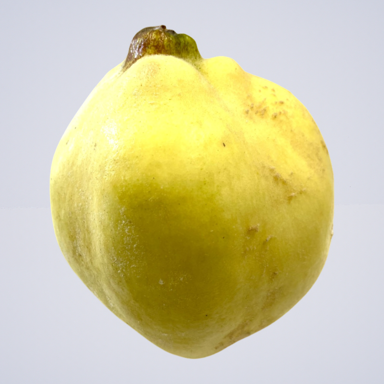 Quinces – New Season Australian Grown 1