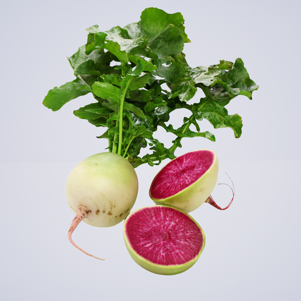 Radish – Watermelon Radish Shinrimei (Or Xin Li Mei)