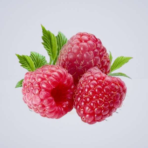 Raspberries – Fresh